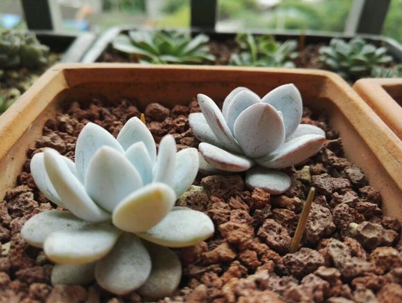 多肉植物1.jpg