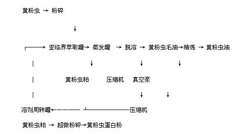 黄粉虫油及蛋白提取流程.png