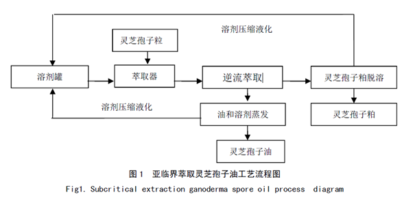 灵芝孢子油.png