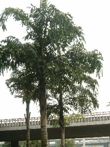 长穗鱼尾葵,董棕,美丽针葵