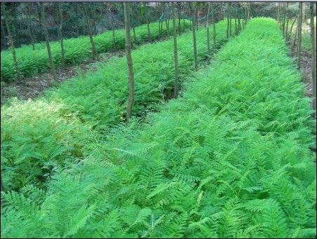 蓝花楹小苗