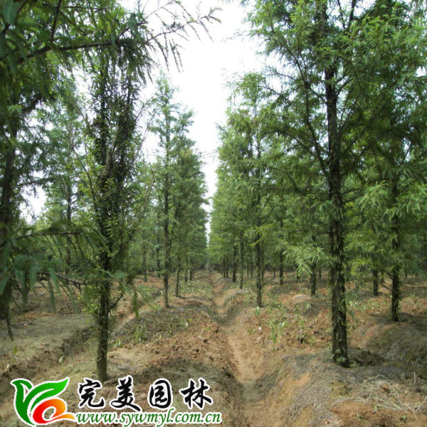水杉水杉树