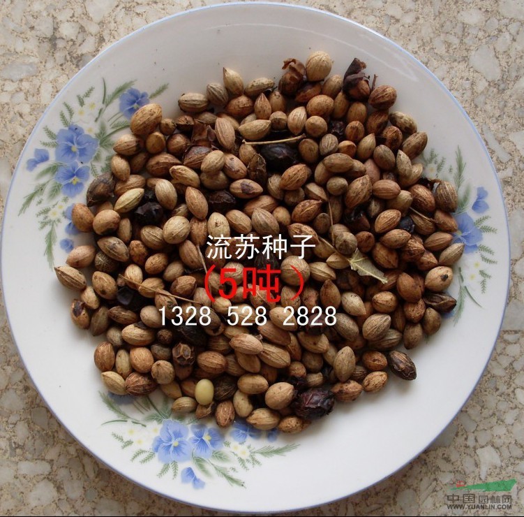 江苏沭阳低价批发 流苏种子流苏树种子 油根子种子