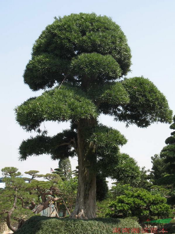 湖南罗汉松造型 造型罗汉松 罗汉松盆景 罗汉松价格