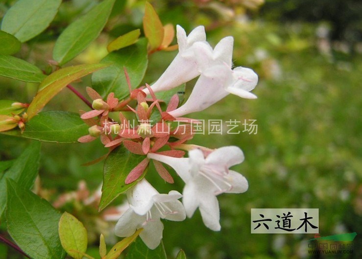 金叶大花六道木 大罗伞树 粉花六道木 金边六道木