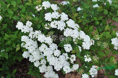 浙江绣线菊安吉绣线菊