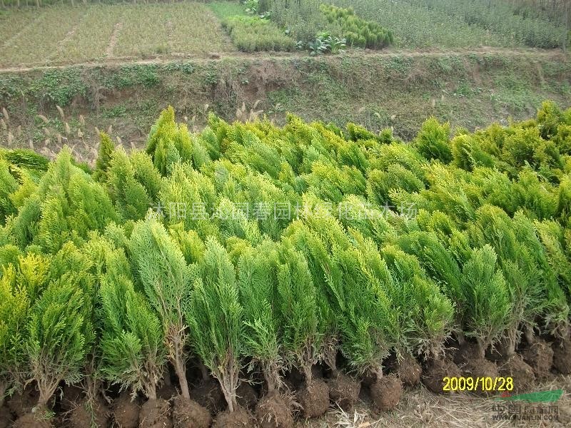 供应松柏龙柏洒金柏地柏万峰桧北京桧蜀桧