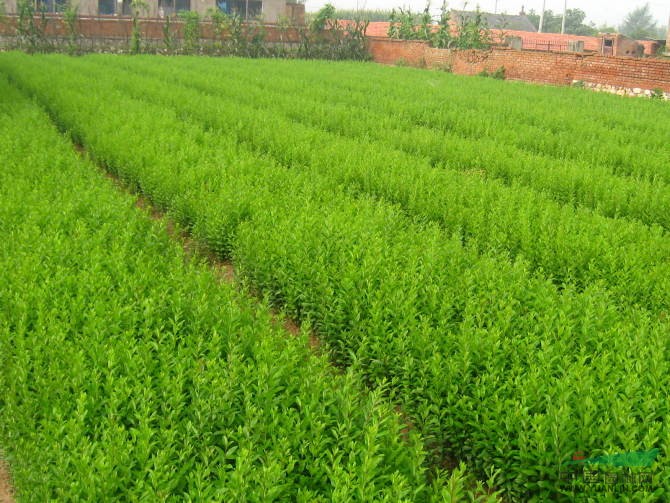 供应水蜡,沭阳地区水蜡总代理